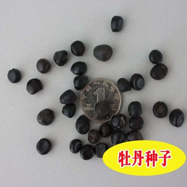 散装新采摘牡丹种子四季播盆栽阳台观赏牡丹花种子油用牡丹籽