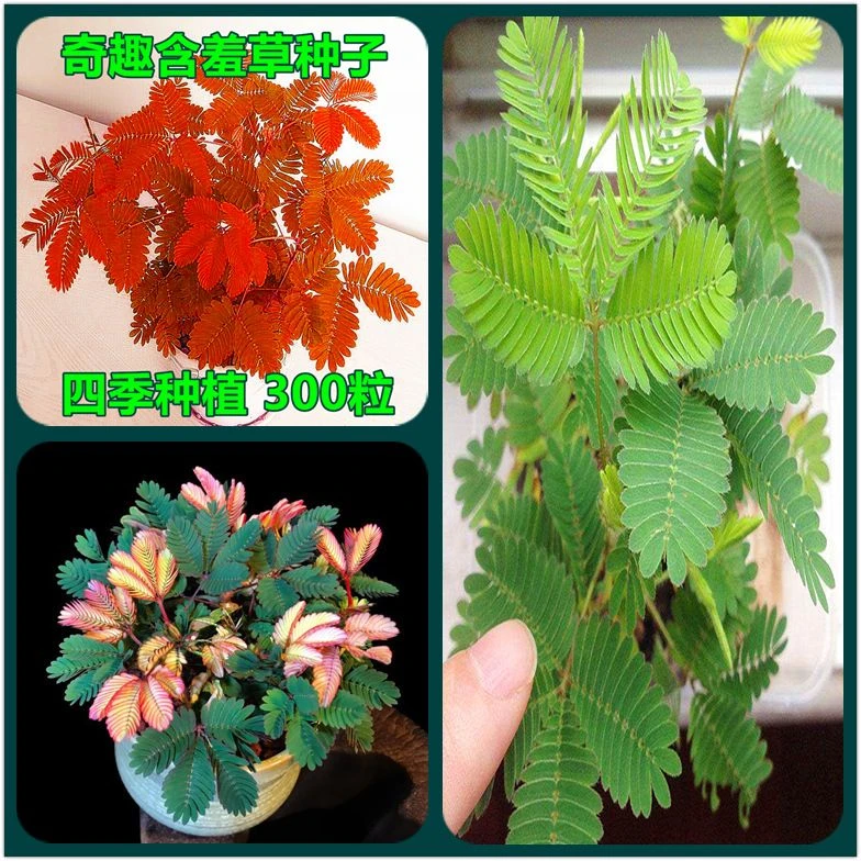 四季含羞草种子种籽小盆栽植物室内绿植草籽草种趣味害羞草孑