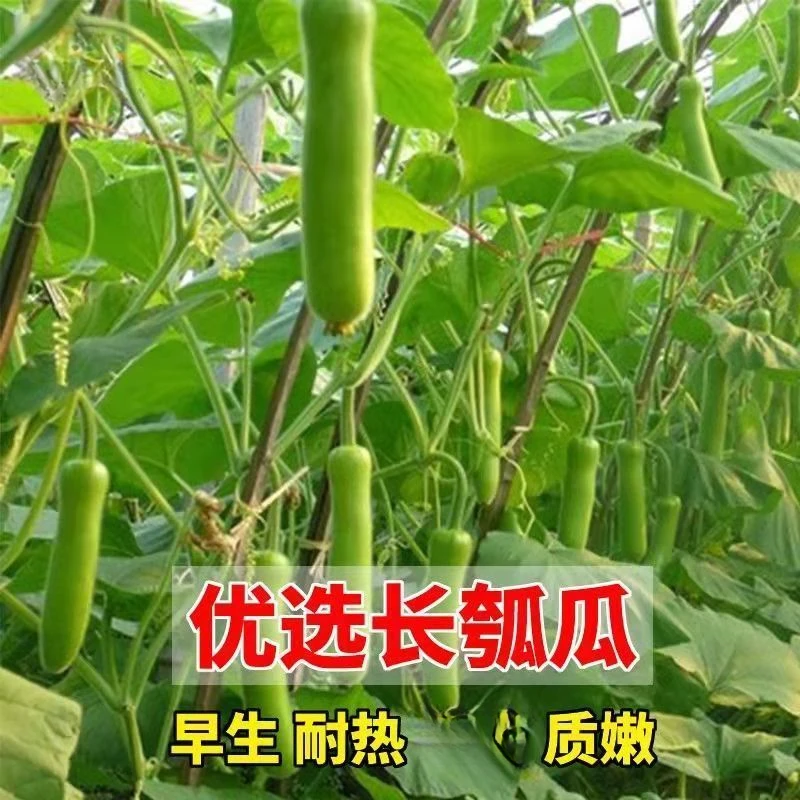 杭州长瓜种子长瓠瓜种子蒲瓜种子瓠子瓜种子夜开花葫芦种子