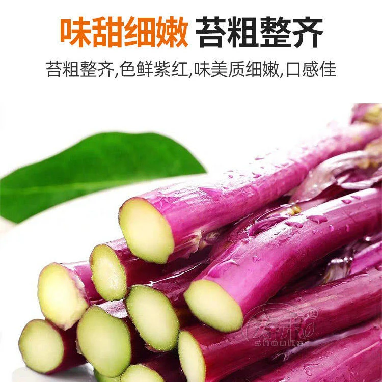 红菜苔种子种籽春季蔬菜蔬莱孑秋季秋冬菜籽菜种四季菜心南方冬季