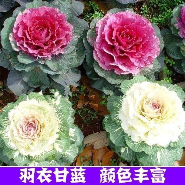 新型羽衣甘蓝种子多年耐寒观赏食用紫色蔬菜种籽阳台四季盆栽花卉