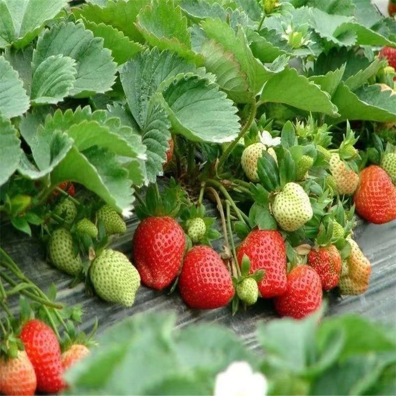 四季草莓种子奶油草莓大甜庭院阳台易种盆栽蔬菜水果种子