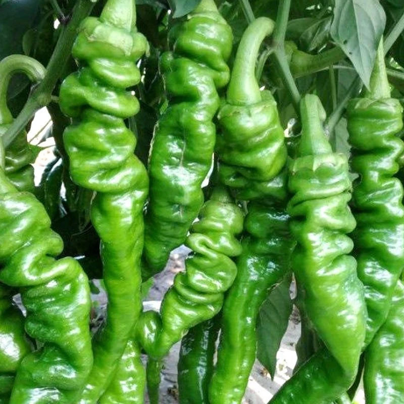 螺丝椒种子大果早熟阳台盆栽蔬菜种农家菜园香辣螺丝辣椒种籽