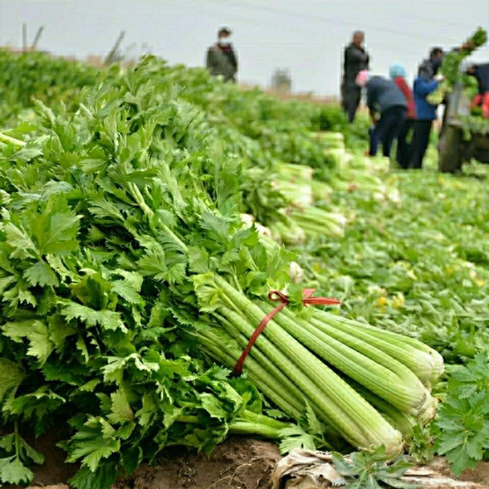 大肉西芹四季播肉厚脆爽洋芹菜种子阳台大棚蔬菜种子