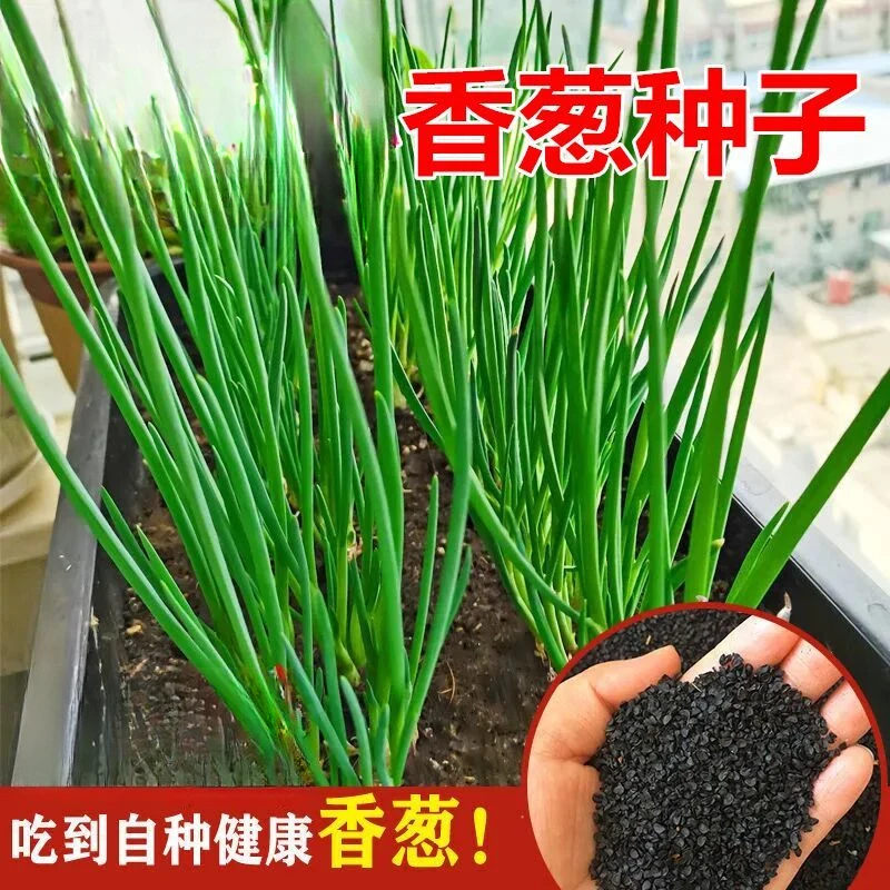 小香葱籽种子四季种小葱种子阳台室内盆栽葱种子家庭菜种子庭院