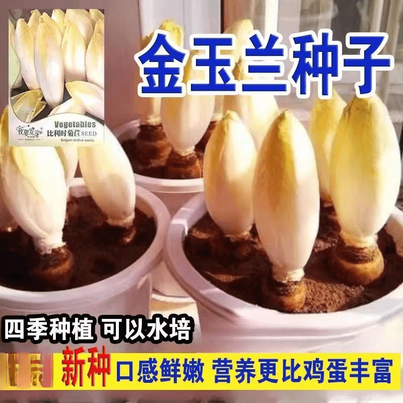 金玉兰菜一年四季多年生软化菊苣阳台盆栽白玉兰菜易活耐寒