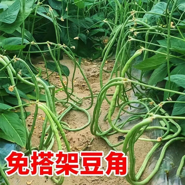 摘不败无架长豆角种子不用搭架子的长豆角蔬菜种籽四季播种长豇豆