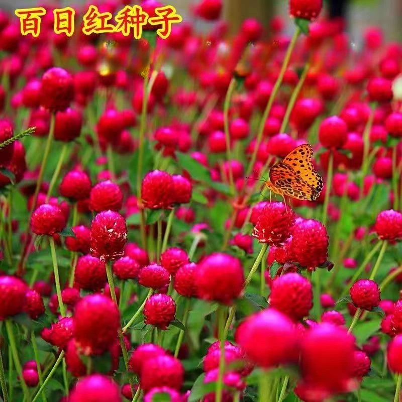 花种子千日红百日红火球庭院景观绿化花卉盆栽活花籽千日紫种子