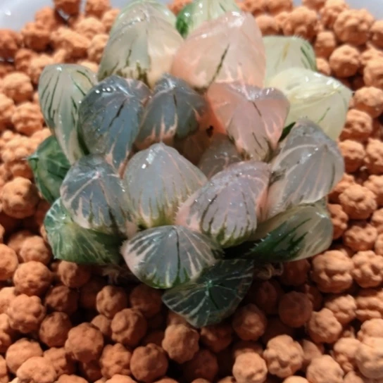 【闪购商品】溜*龙爪玉露锦