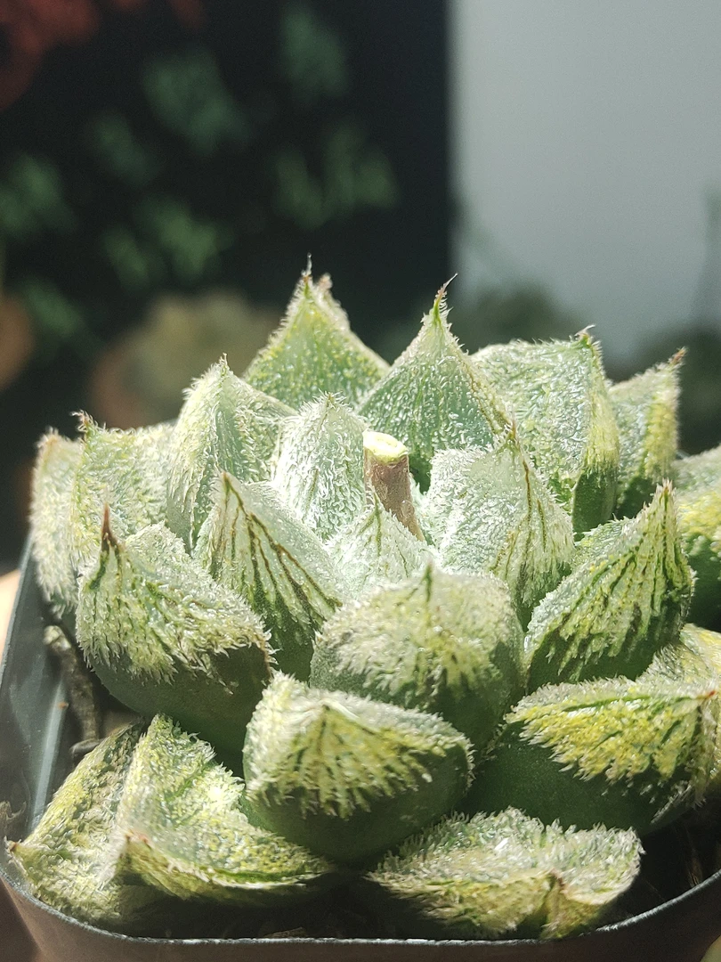 白狐狸(满20包邮)