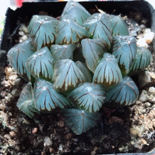 【闪购商品】龙爪玉露