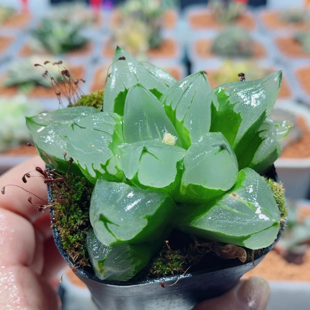 【闪购商品】冰城寿