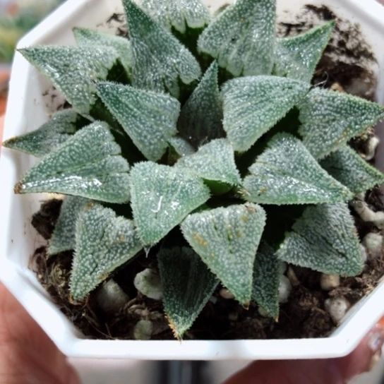 【闪购商品】特毛羽