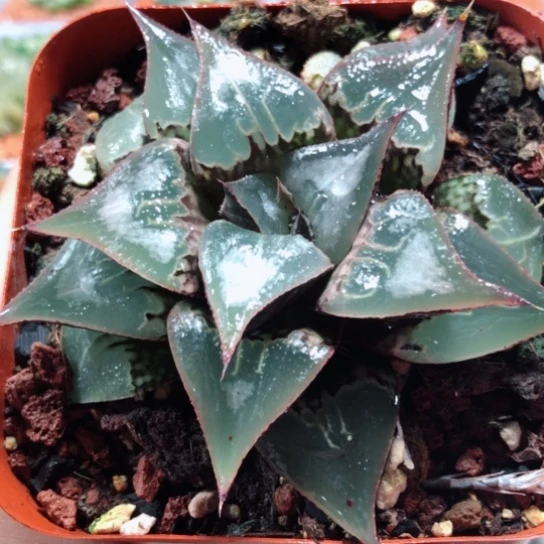 【闪购商品】酒吞童子