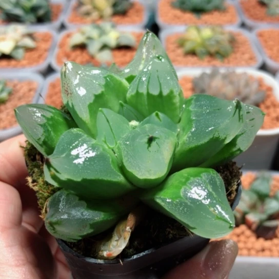 【闪购商品】冰城寿