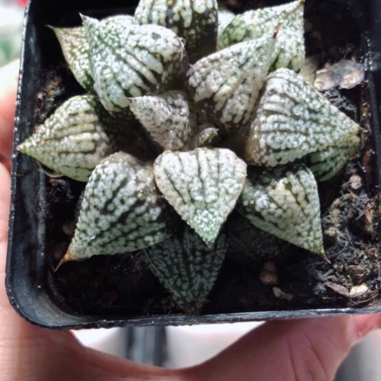【闪购商品】深海白银