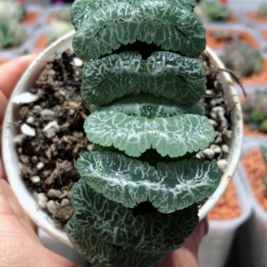 【闪购商品】虞姬玉扇
