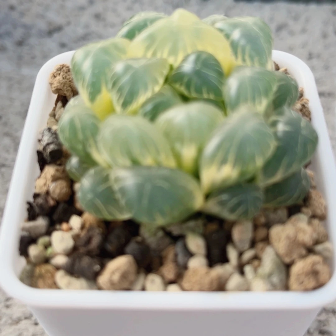 【闪购商品】沙****鲨湖水锦