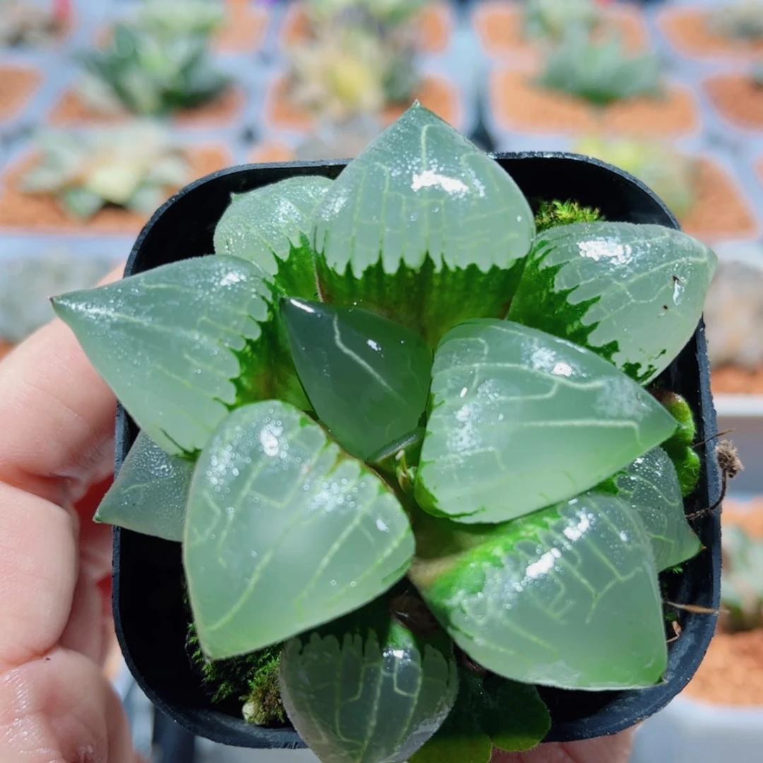 【闪购商品】糯阿1