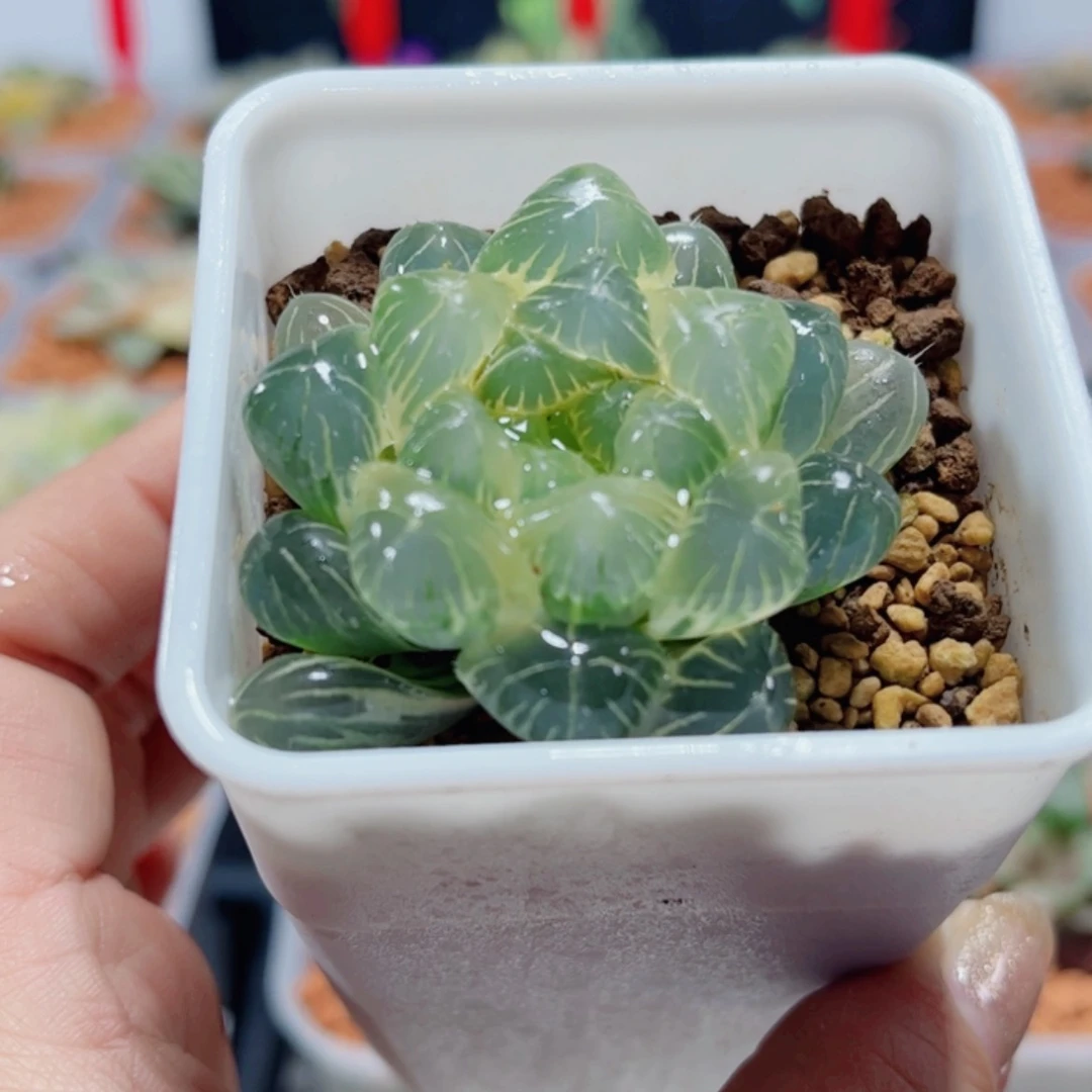 【闪购商品】湖水锦