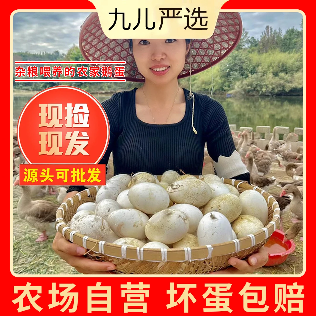 【九儿家1】现捡现发新鲜散养鹅蛋单黄蛋一箱12枚