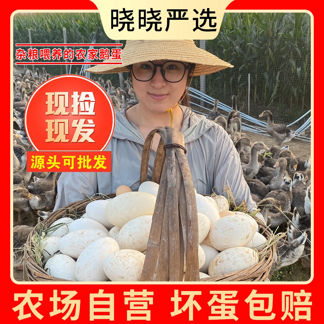 【晓晓家】现捡现发新鲜散养鹅蛋一箱12枚单枚重120g左右