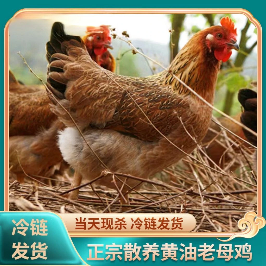 【九儿家】放养黄油老母鸡一只毛重4斤净重2.5左右 三只净重7.5斤