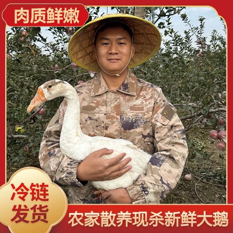 【阿伟A】农家散养大鹅仔鹅买1送1 共2只毛重15-16斤净重9斤送心肝