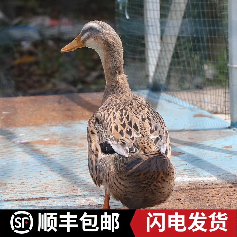 【九儿家1】农家散养3年老鸭子5-6斤土鸭新鲜现杀 净膛 顺丰