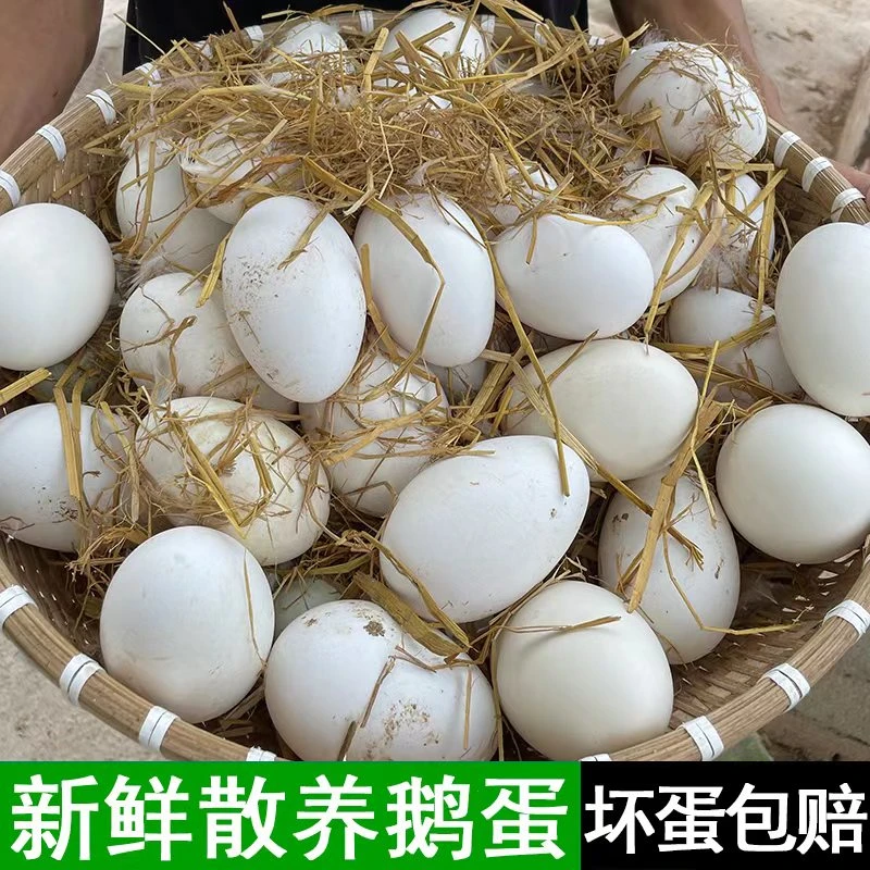 现捡现发新鲜散养鹅蛋单黄蛋一箱12枚单枚重120g左右