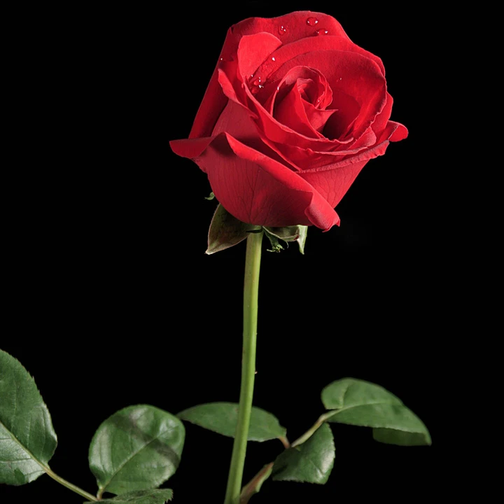 一枝玫瑰 活动专用 产品正常发货