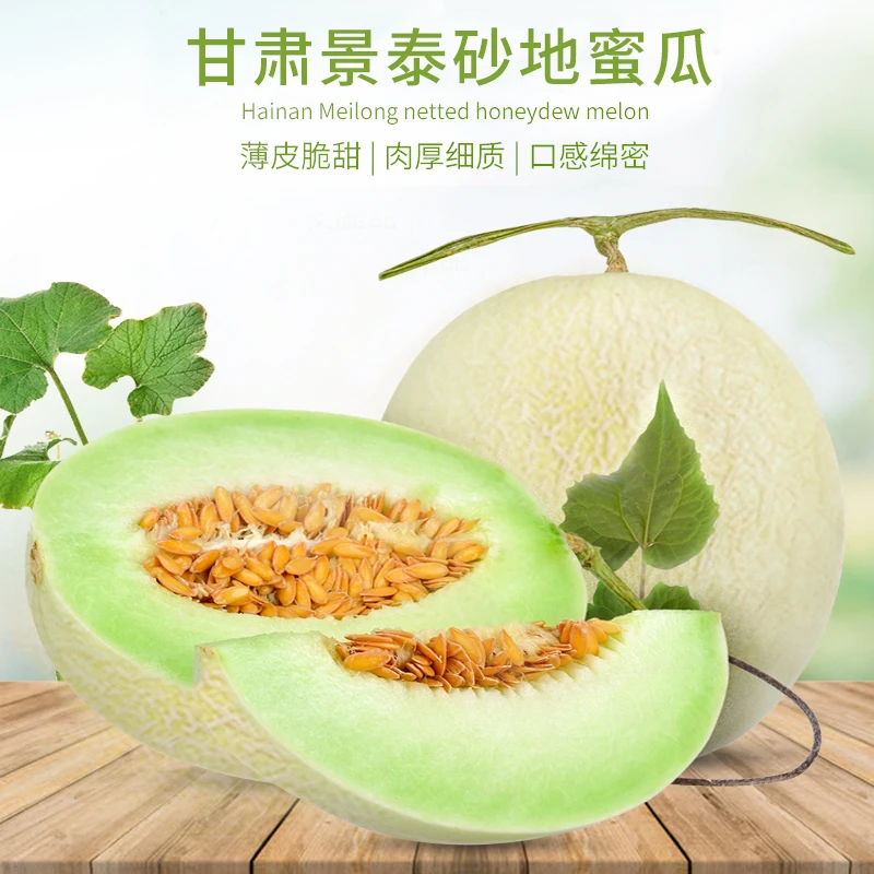 甘肃景泰旱砂地蜜瓜新鲜甜瓜香瓜黄河蜜瓜头6斤左右 现摘现发水果