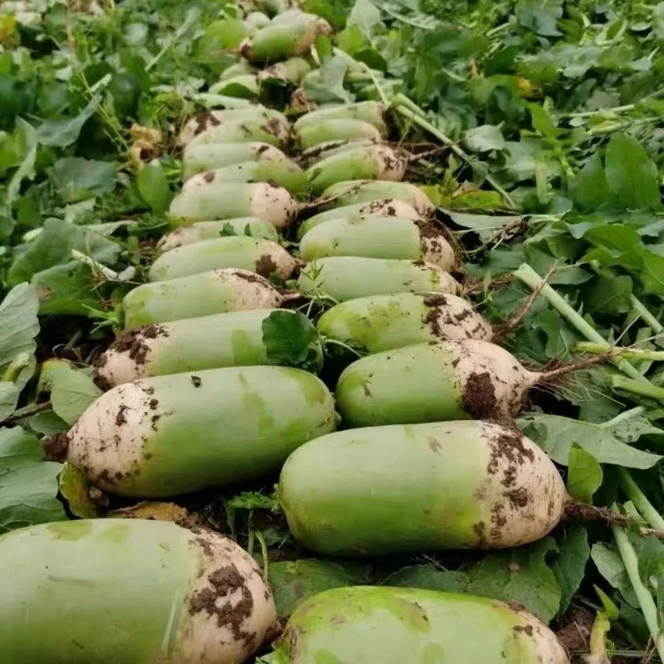 【超低价】正宗青萝卜新鲜蔬菜青皮萝卜绿沙窝甜脆生吃白萝卜菜河