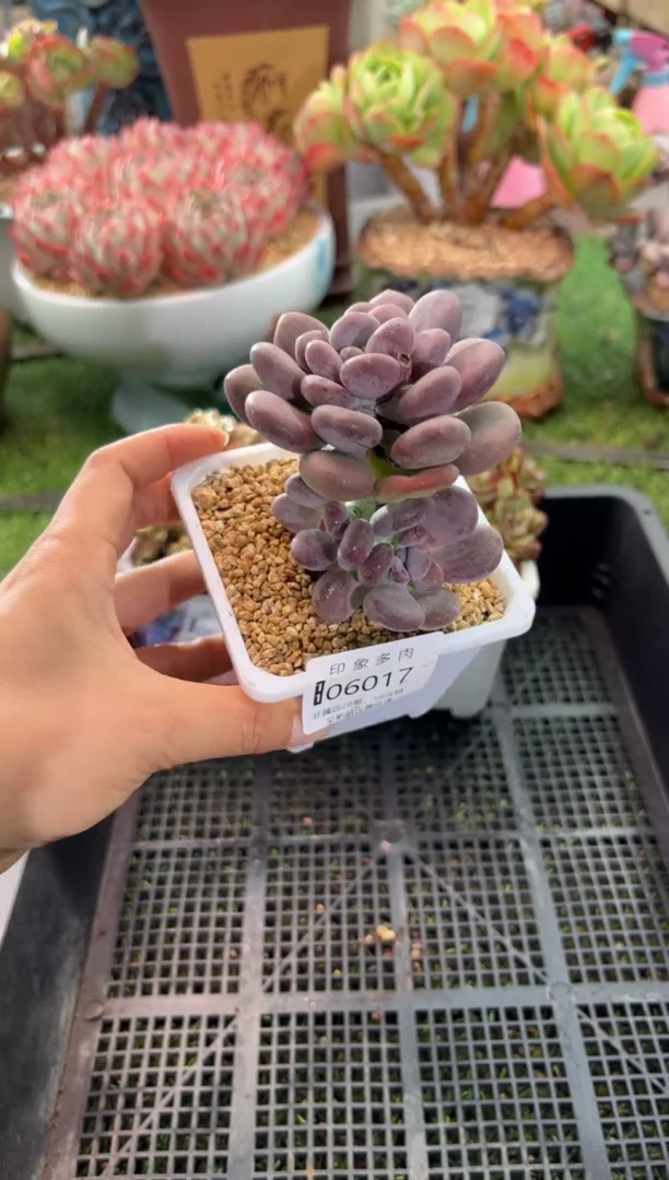 【闪购商品】06017