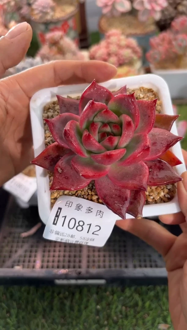 【闪购商品】10812