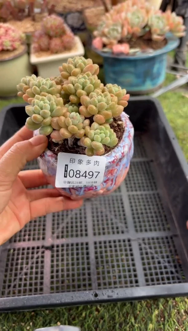 【闪购商品】08497