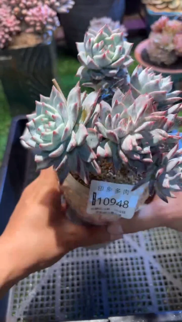 【闪购商品】109548