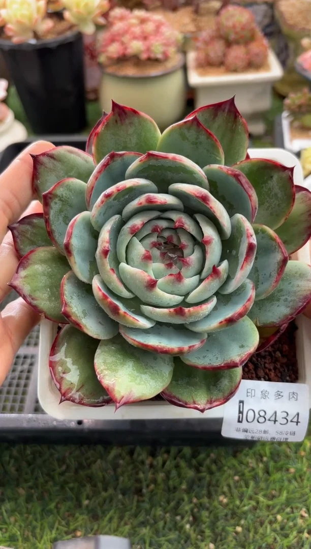 【闪购商品】08434