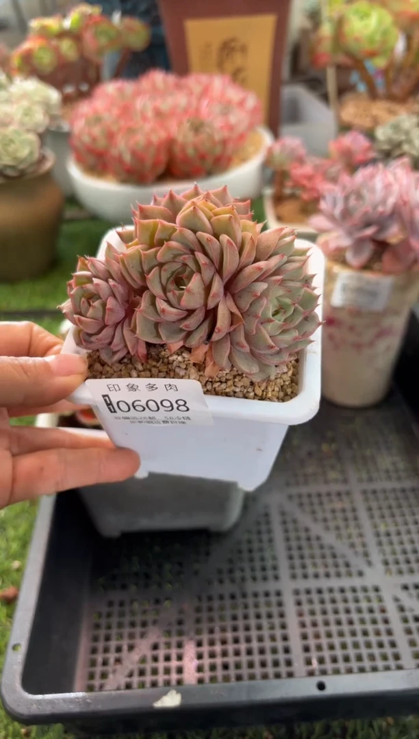 【闪购商品】06098