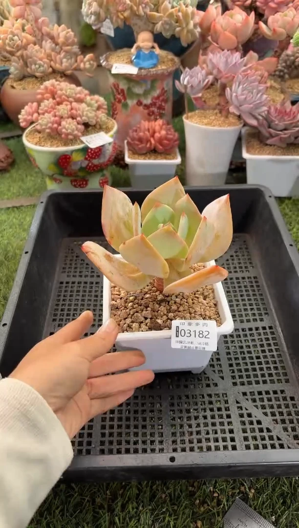 【闪购商品】03182