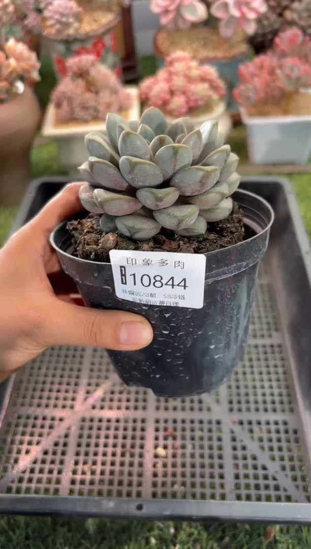 【闪购商品】10844