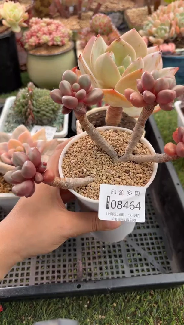 【闪购商品】08464