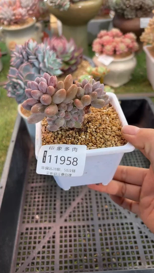 【闪购商品】11958