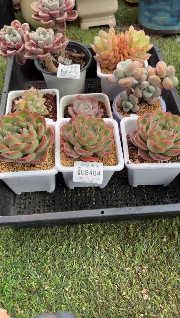 【闪购商品】08484三颗泡芙