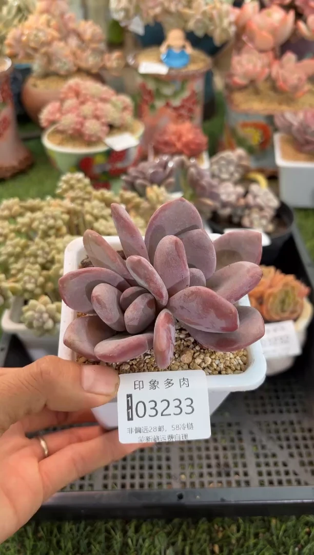 【闪购商品】03233