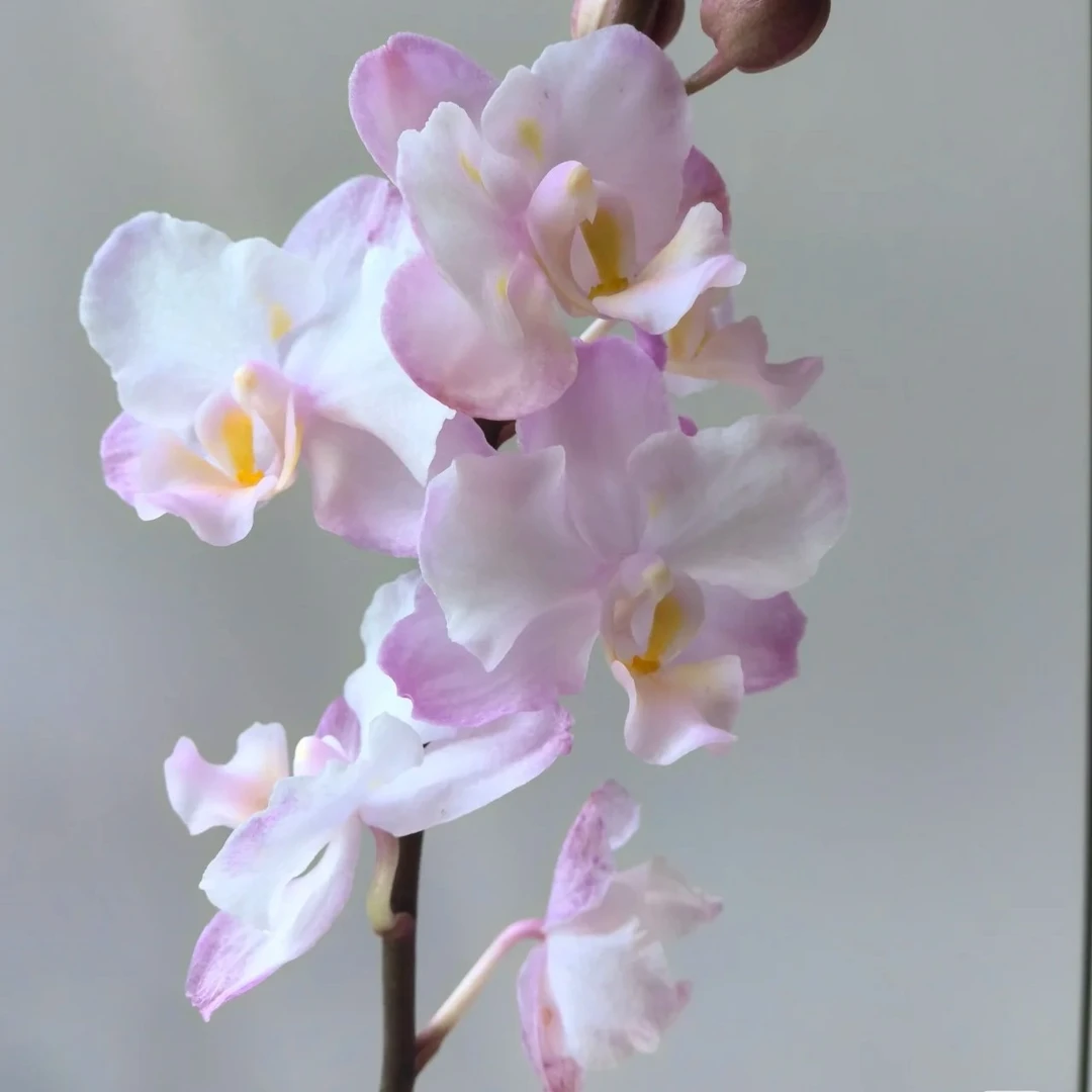 可为【刘氏樱花】蝴蝶兰苗 2.8寸杯 苗发货 基地直发