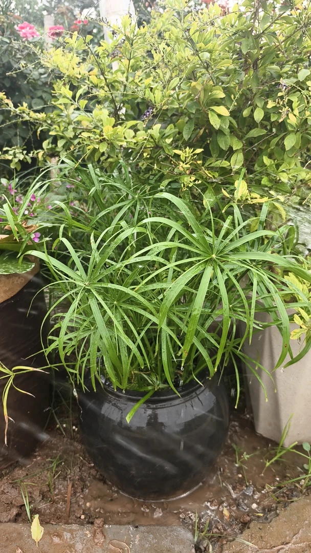 水竹水竹水竹水竹