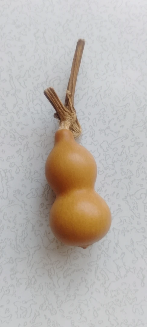 阳台观赏小葫芦直播专链接