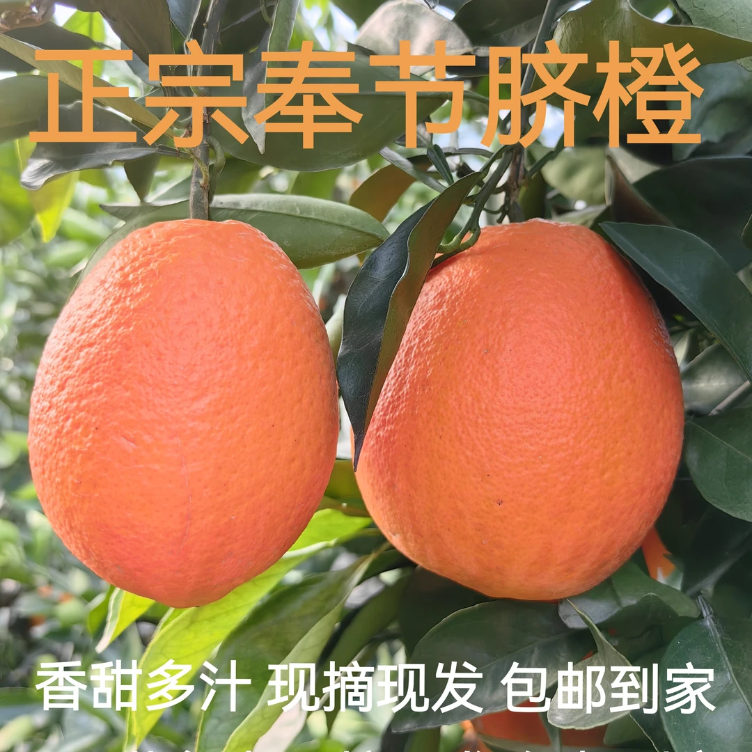 （顺丰快递）正宗重庆奉节脐橙橙子5/10/20斤非赣南秭归脐橙