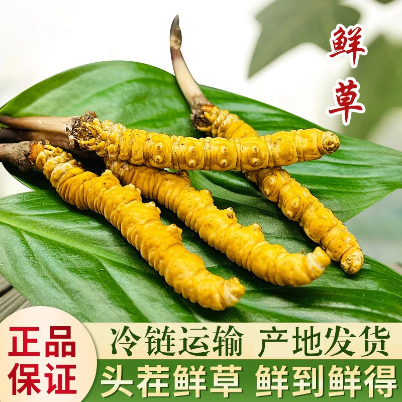 新鲜冬虫夏草通货 鲜虫草顺丰冷链达